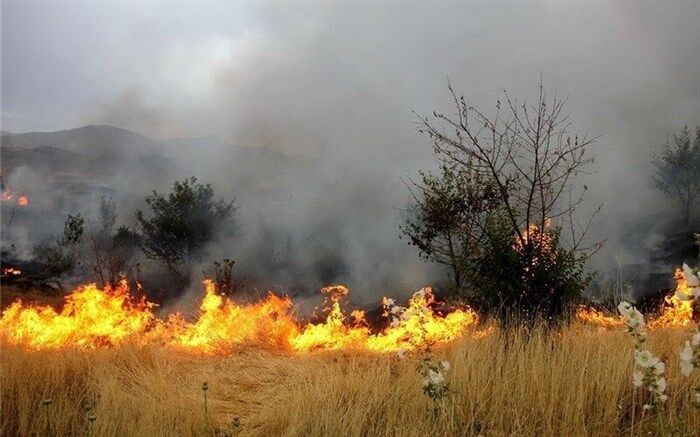 ۲۰ هکتار از اراضی کشاورزی بدره طعمه حریق شد