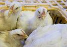 کشف بیش از ۸ تن مرغ زنده قاچاق در بدره
