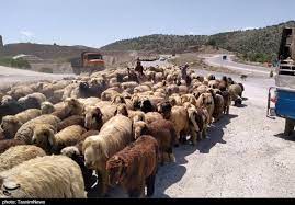 آغاز خرید دام مازاد عشایر از فردا/کشتارگاه صنعتی ایلام متولی کشتار و بسته بندی!