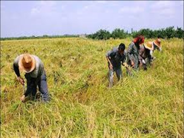 آغاز برداشت برنج در سطح ۱۰۰ هکتار از اراضی بدره