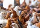 تمهیدات لازم برای پیشگیری از ورود آنفلوآنزای حاد پرندگان به ایلام