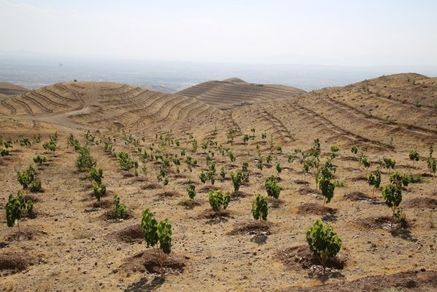 ۲ هزار هکتار از اراضی بیابانی دهلران جنگل کاری شد