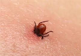 شناسایی یک‌مورد ابتلا به تب کریمه کنگو در ایلام/ افراد درگیر با گوشت خام در معرض ابتلا هستند