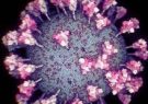 شناسایی ۱۰۱ مورد جدید مبتلا به کرونا ویروس در استان