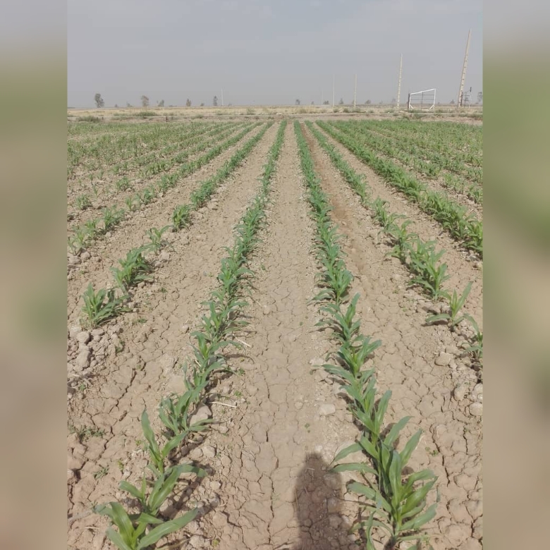 ۳۰۰۰ هکتار از مزارع شهرستان دهلران زیر کشت ذرت دانه ای و سیلویی رفته است