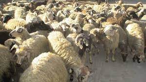 کشف ۱۰۰ راس دام قاچاق در نوار مرزی دهلران