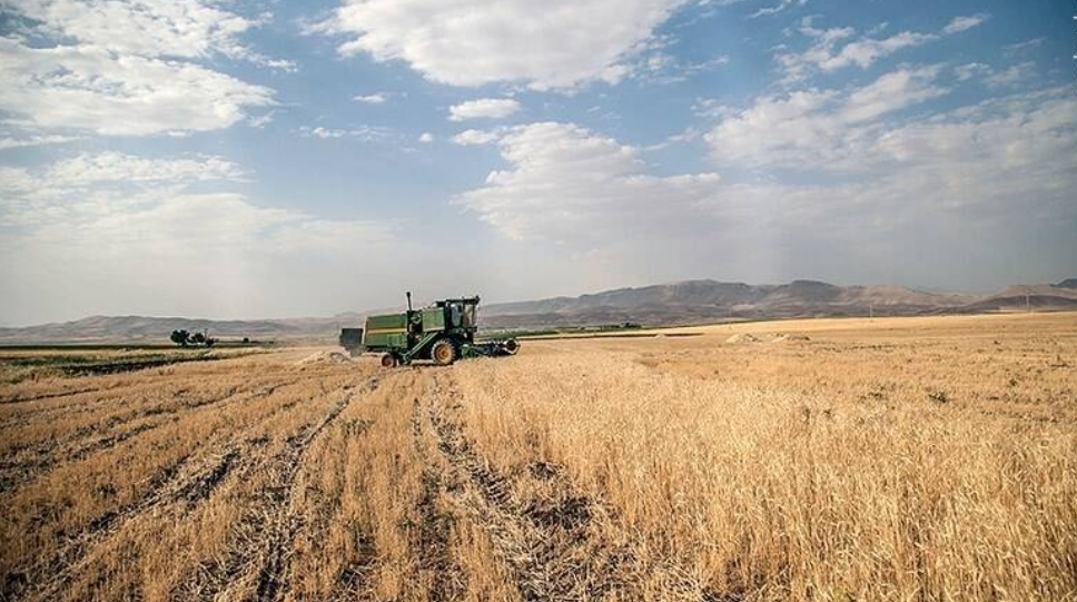 آغاز برداشت مزارع گندم در شهرستان دهلران