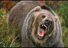 حمله خرس در قلارنگ یک نفر را مصدوم کرد