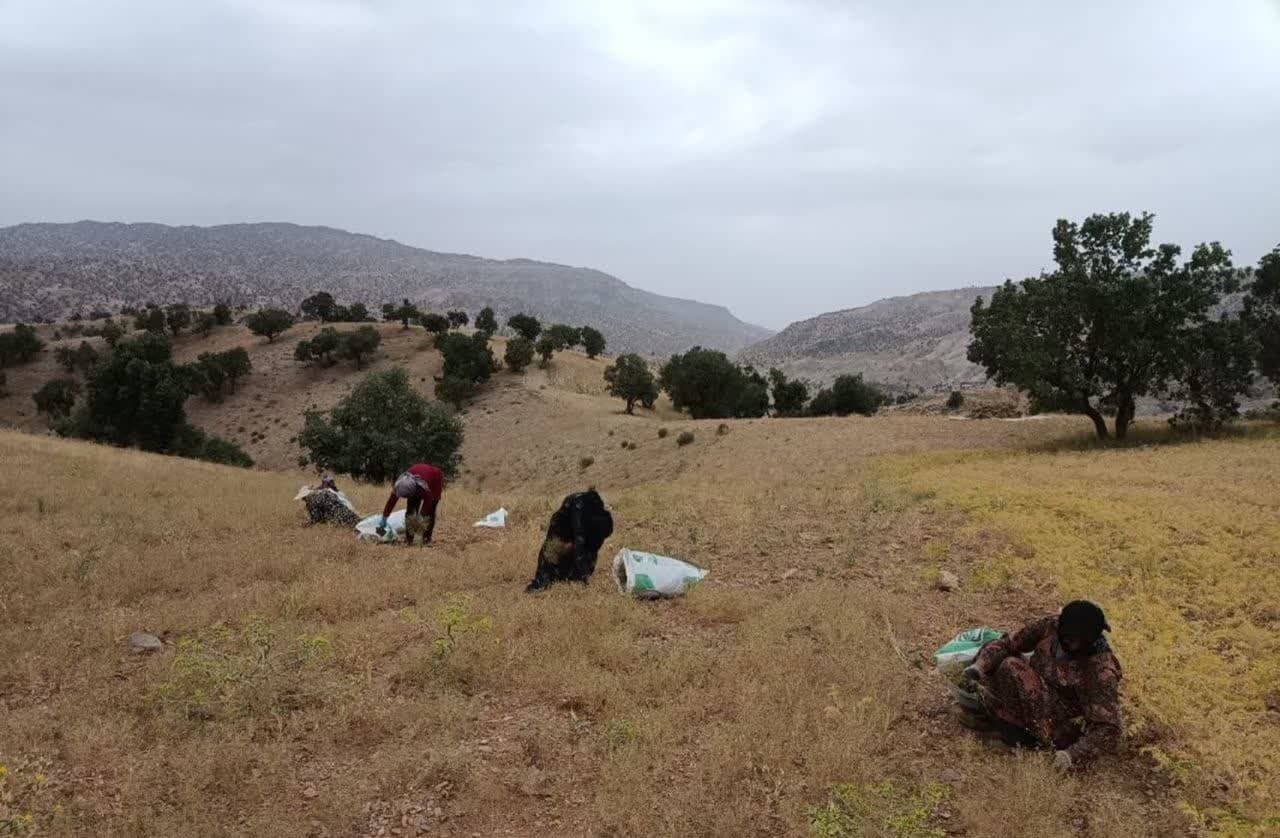 برداشت زیره سبز دیم از مزارع میمه دهلران