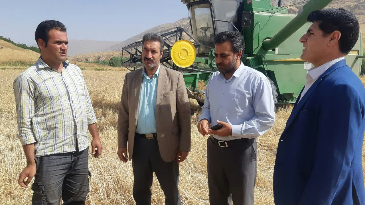 ۳۱ دستگاه کمباین در سیروان مشغول برداشت محصولات کشاورزی هستند