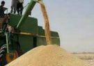 رشد ۸۶۰ درصدی تولید گندم در آبدانان