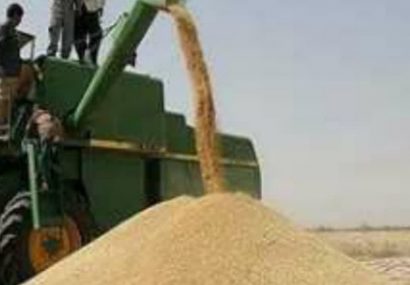 رشد ۸۶۰ درصدی تولید گندم در آبدانان
