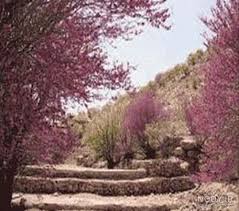 بهسازی پارک ارغوان ایلام تا پایان آذرماه