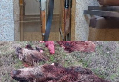 دستگیری متخلفان شکار غیرمجاز ۳ رأس گراز وحشی در آبدانان