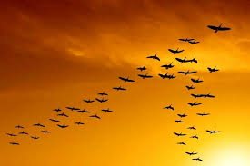 ایلام پذیرای ۳۰ تا ۷۰ گونه پرنده مهاجر زمستان گذران است