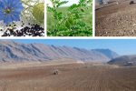 زیر کشت رفتن ده هکتار از اراضی هنرستان کشاورزی چرداول با اقلام نخود پاییزه و سیاه دانه