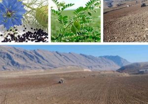 زیر کشت رفتن ده هکتار از اراضی هنرستان کشاورزی چرداول با اقلام نخود پاییزه و سیاه دانه