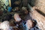 حمله پلنگ باعث تلف شدن ۹ راس دام در روستای فرهادآباد دره شهر شد