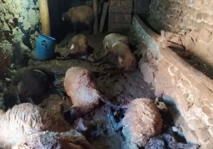 حمله پلنگ باعث تلف شدن ۹ راس دام در روستای فرهادآباد دره شهر شد