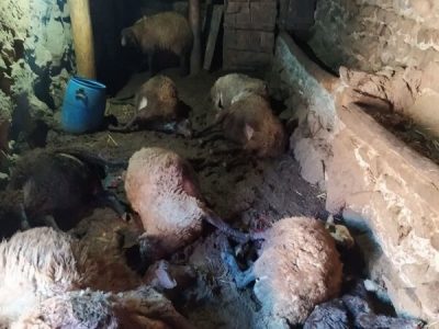 حمله پلنگ باعث تلف شدن ۹ راس دام در روستای فرهادآباد دره شهر شد