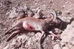 شکارچیان غیرمجاز کل وحشی در منطقه «کولگ» ایلام دستگیر شدند