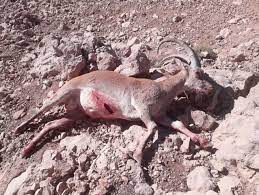 شکارچیان غیرمجاز کل وحشی در منطقه «کولگ» ایلام دستگیر شدند