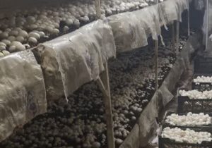کشت اولین مزرعه پرورش دهنده قارچ دکمه ای در مرکز آموزش فنی و حرفه ای ایلام