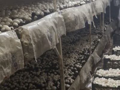 کشت اولین مزرعه پرورش دهنده قارچ دکمه ای در مرکز آموزش فنی و حرفه ای ایلام
