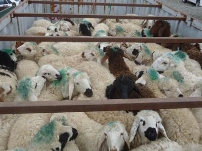 کشف و توقیف ۶۶ راس احشام قاچاق در مرز مهران