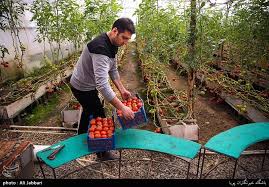 ۱۳ گلخانه خانگی در شهرستان دهلران فعال شده است