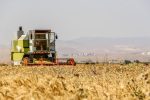 خرید ۱۰۰ هزار تن گندم در شهرستانهای جنوبی استان ایلام