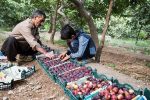 ۱۲۰ تن انجیر مرغوب در شهرستان بدره برداشت شد