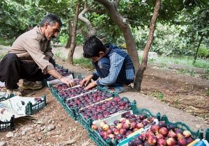 ۱۲۰ تن انجیر مرغوب در شهرستان بدره برداشت شد