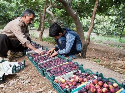 ۱۲۰ تن انجیر مرغوب در شهرستان بدره برداشت شد
