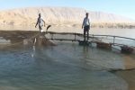 آغاز نخستین طرح پرورش قفسی ماهی «فیتوفاگ» کشور در ایلام
