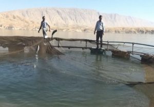 آغاز نخستین طرح پرورش قفسی ماهی «فیتوفاگ» کشور در ایلام