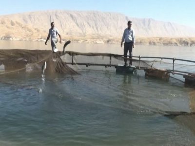 آغاز نخستین طرح پرورش قفسی ماهی «فیتوفاگ» کشور در ایلام