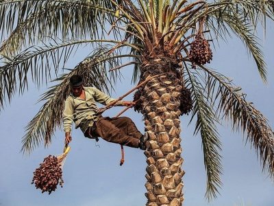 برداشت خرمای پیارم در صالح‌آباد مهران آغاز شد