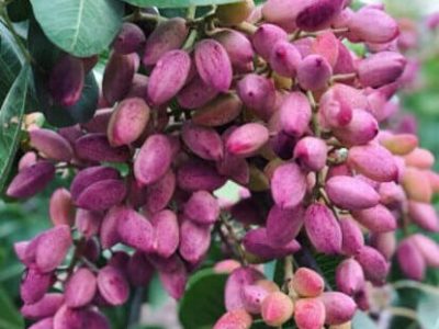 ۶۰ تن پسته در شهرستان سیروان برداشت می شود