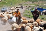 یاسمی:بهسازی ۱۳۰۰ کیلومتر از راه های قشلاقی ایلام آغاز شد