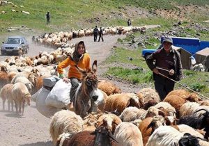 یاسمی:بهسازی ۱۳۰۰ کیلومتر از راه های قشلاقی ایلام آغاز شد