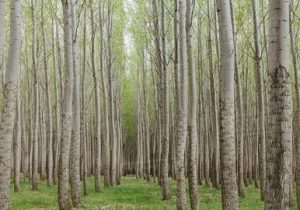 فتحی: ۱۰۰۰ هکتار طرح زراعت چوب در استان ایلام اجرایی می شود