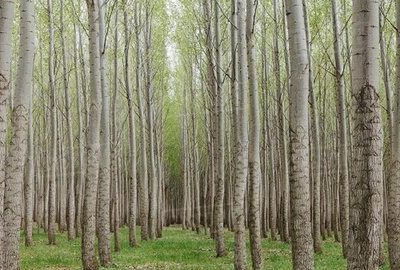 فتحی: ۱۰۰۰ هکتار طرح زراعت چوب در استان ایلام اجرایی می شود