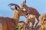 سرشماری پاییزه حیات‌وحش در منطقه مهران آغاز شد