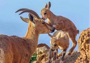 سرشماری پاییزه حیات‌وحش در منطقه مهران آغاز شد