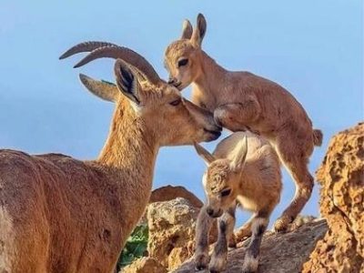 سرشماری پاییزه حیات‌وحش در منطقه مهران آغاز شد