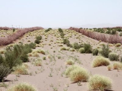 خانمحمدیان:کاشت ۳۵ هزار نهال در بیابان های مهران آغاز شد