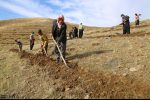 فرهادی: احیا و اصلاح مراتع در ۲ هزار هکتار از اراضی دهلران اجرا می شود