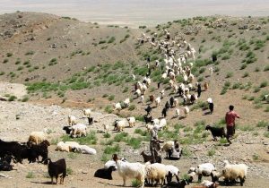 سیلاب ۵ میلیارد تومان خسارت به دام و زیرساختهای عشایری ایلام وارد کرد