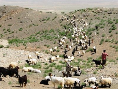 یاسمی: بازگشایی فاز نخست راههای عشایری ایلام آغاز شد
